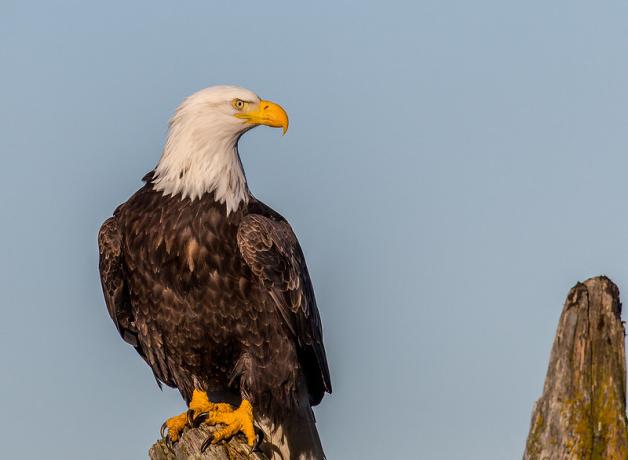 Bald Eagle perched on driftwood at the beach, in sunshine, it's head turned to the left in profile against a blue sky