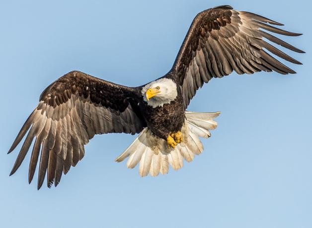 A Bald Eagle in flight against a blue sky, with its brown wings outstretched, white head and spread out white tail gleaming in sunlight