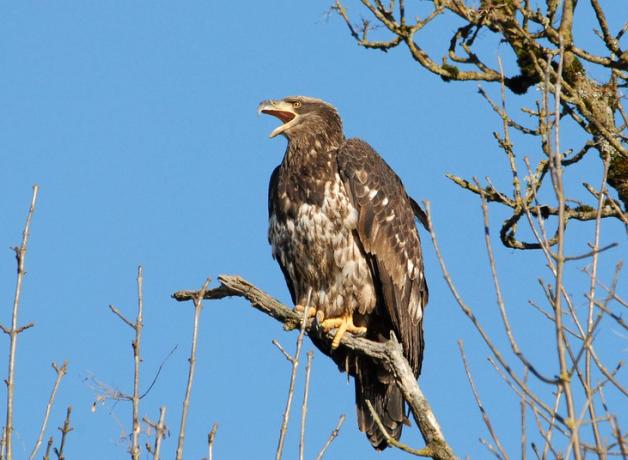 Juvenile Bald Eagle