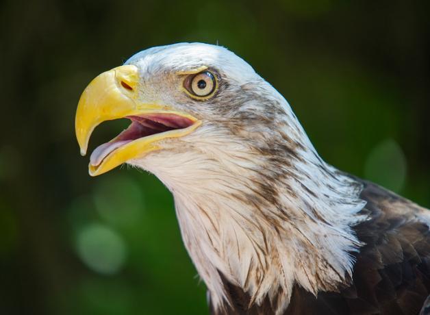 Una foto en primer plano de un águila cabeza blanca con la boca abierta