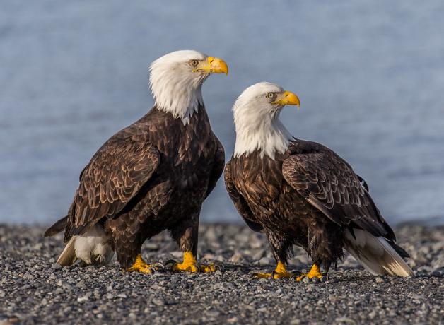 Male and female Bald Eagle pair