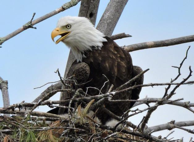 Bald Eagle sitting in its nest – the nest built of interwoven sticks