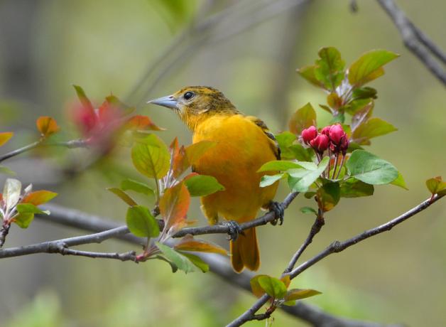 A female Baltimore Oriole looks to her right while facing the camera, showing her bright yellow/orange breast and sharp beak.