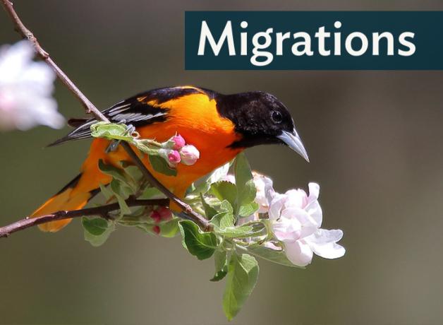 Male Baltimore Oriole perched on a flowering branch