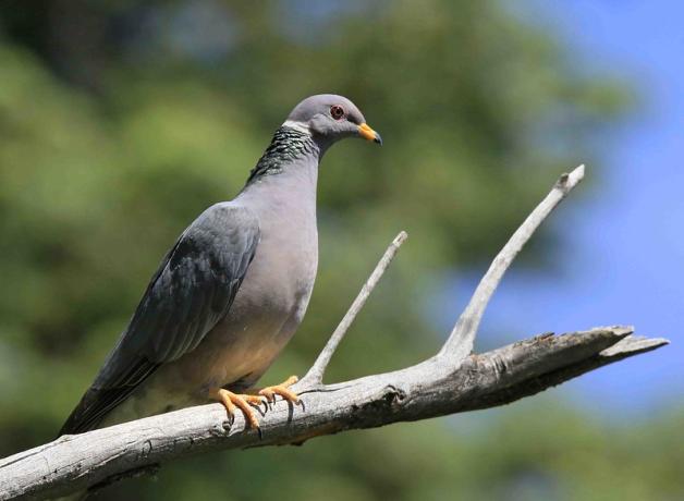 Band-tailed Pigeon