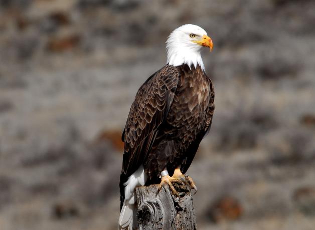 Un águila cabeza blanca adulta posada con las alas cerradas