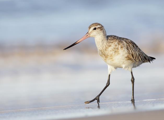 Bar-tailed Godwit