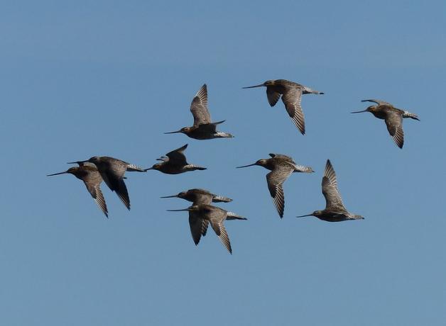 Bar-tailed Godwit flock