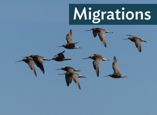 Flock of Bar-tailed Godwits in flight against a clear sky