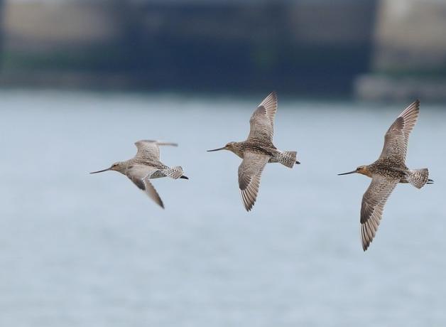 Three Bar-tailed Godwits in flight moving toward viewer's left