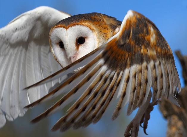 Barn Owl in flight