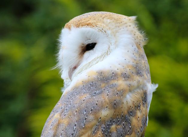 Barn Owl