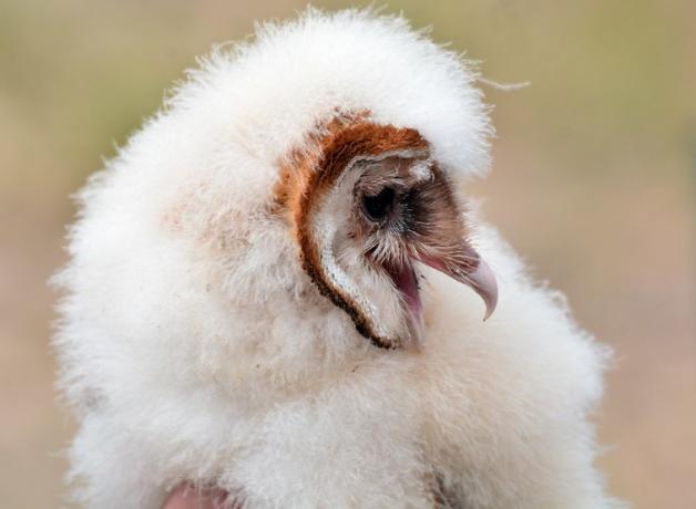 Barn Owlet showing its fluffy down feathers and facial disk in profile