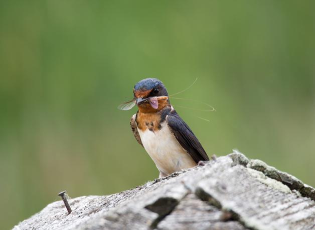 A Barn Swallow holding a captured mayfly in its beak and looking toward the viewer