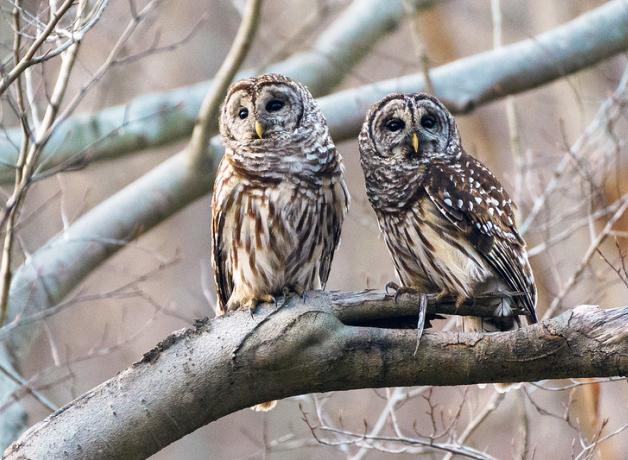 Barred Owl pair sitting together on thick tree branch