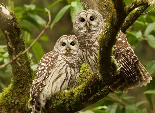 Pair of Barred Owls perched on a branch