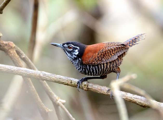 A Bay Wren perched on a branch, displaying its striped black and white breast, red wings and red eye.