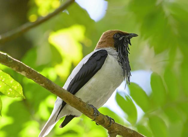 A male Bearded Bellbird perched on a branch, sunlight filtering through leaves behind it. The bellbird is seen in right profile, and the black edge of its wings contrast sharply against its white body. The head is a light cocoa brown, with black on the front of the face and the black wattles cascading from beneath its black beak.