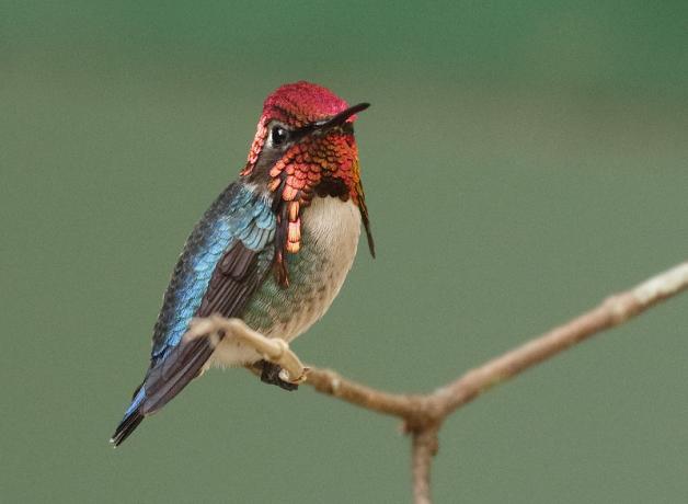 A male Bee Hummingbird perched on a branch