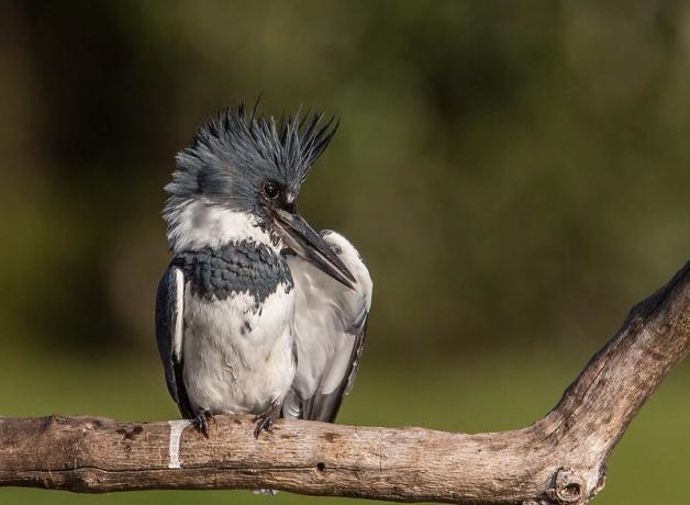 Male Belted Kingfisher facing the camera, his head turned to the left as he preens beneath his raised left wing. 
