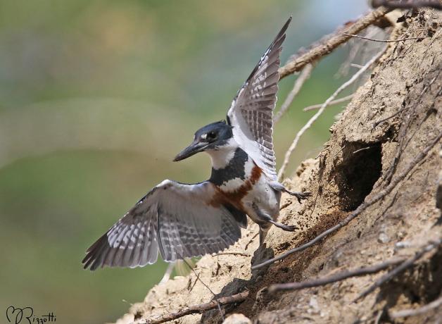 A Belted Kingfisher flying out from the opening of its burrow nest.