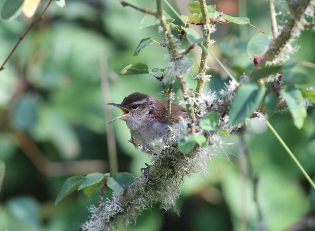 A Bewick's Wren calls from a thin branch in thick vegetation.