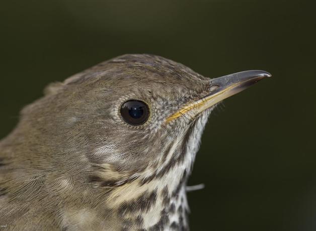Bicknell's Thrush