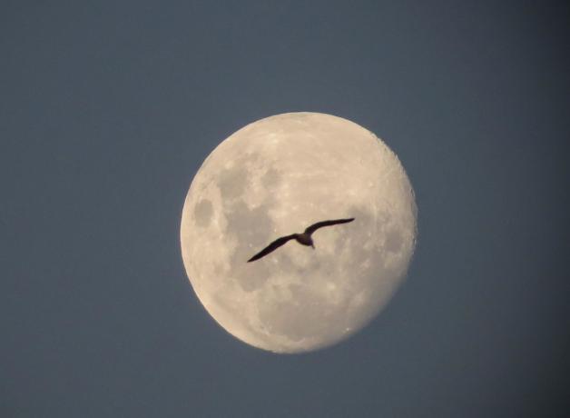 A migrating bird is silhouetted against a near-full moon in the night sky.