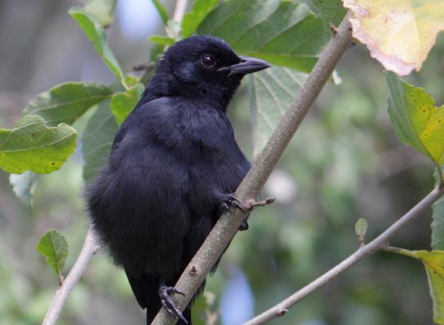 Black Cuckoo