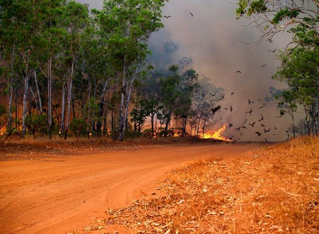 Una foto de una carretera con árboles altos a ambos lados. Al final de la calle, hay una hoguera ardiente con aves volando entre el humo.