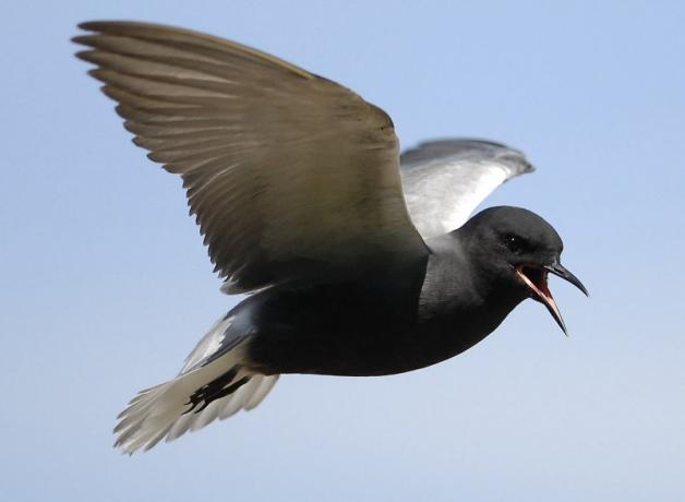 A Black Tern in flight against a clear blue sky