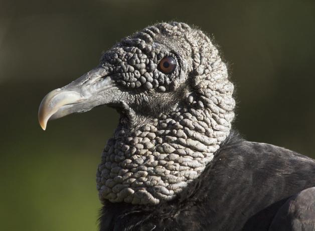 Close up of a Black Vulture's face