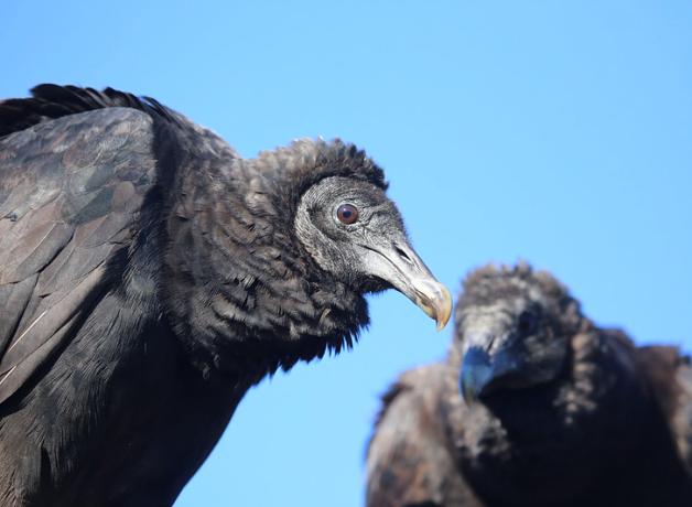 A pair of sitting Black Vultures seen against a clear blue sky