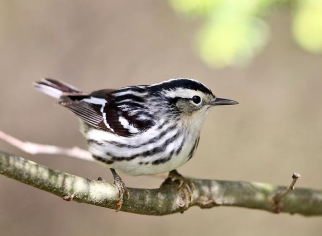 Black-and-white Warbler