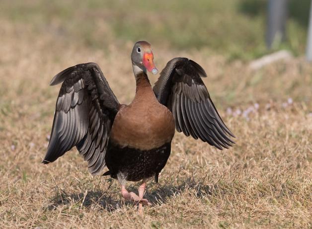 Black-bellied Whistling Duck standing on grass, with its wings outstretched