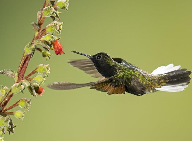 Black-bellied Hummingbird, its body horizontal and wings swept forward, hovers in place while feeding at flower blossoms