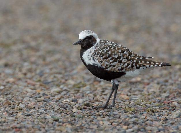 Black-bellied Plover, Arctic Nester | BirdNote