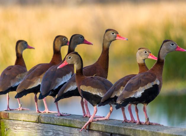 Una pequeña bandada de patos delgados, se llaman pijijes alas blanca, con picos de color naranja brillante y vientres negros encaramados en un tronco