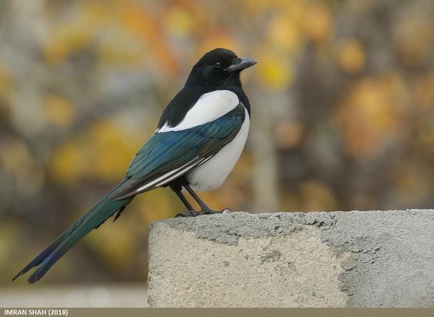 Black-billed Magpie showing its black head and beak, white breast, iridescent blue green wings and white shoulder
