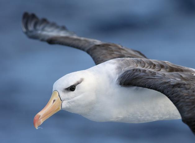 Black-browed Albatross