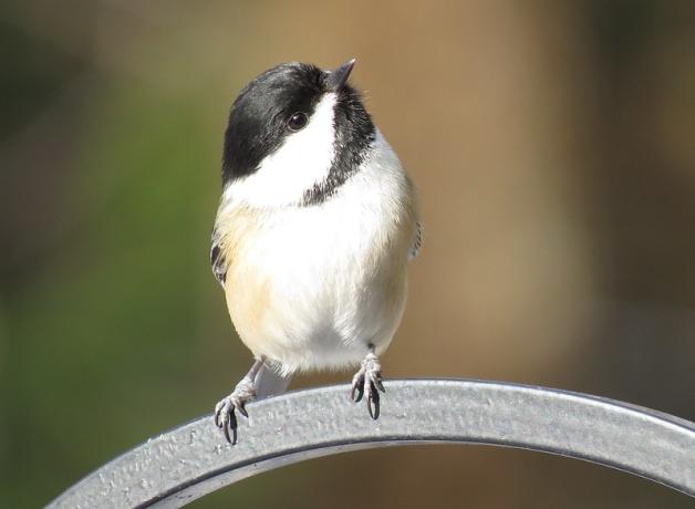 Black-capped Chickadee