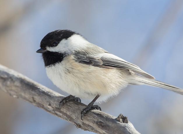 A Black-capped Chickadee displays its black "cap" coloration with grey wings and back, and pale breast and belly. 