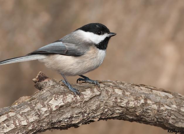 A small grey and buff bird with black "cap" coloring on its white head