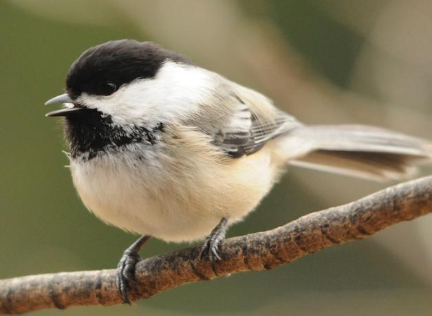 Black-capped Chickadee calling