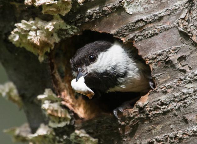 A Black-capped Chickadee peering out of a nest hole holding a fecal sac in its beak
