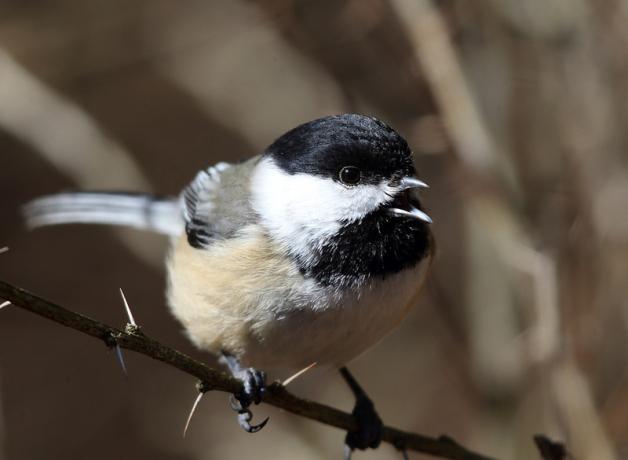 Black-capped Chickadee singing, perched on a branch in sunshine