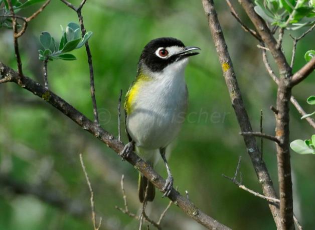 Black-capped Vireo