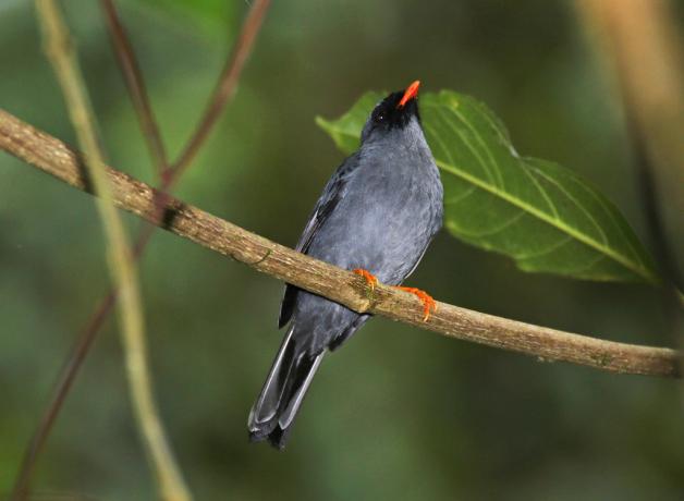 Black-faced Solitaire