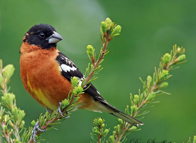 Black-headed Grosbeak
