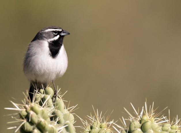 A Black-throated Sparrow perching on a cactus against a blurred brown background.